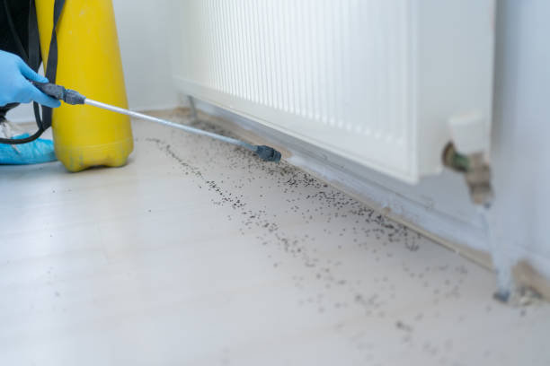 Best Pest Inspection Near Me  in Wagon Wheel, AZ