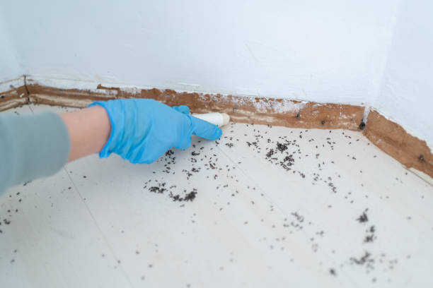 Best Affordable Pest Control Services  in Wagon Wheel, AZ