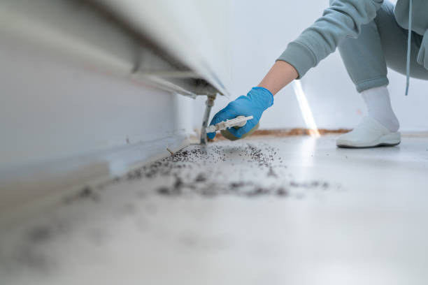 Best Bed Bug Extermination  in Wagon Wheel, AZ